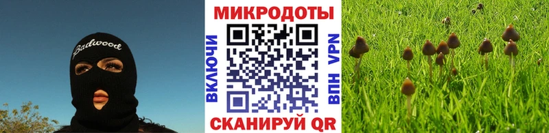 площадка клад  Афипский  Псилоцибиновые грибы Psilocybe 
